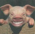 cochon