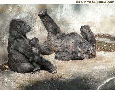 sinsinges