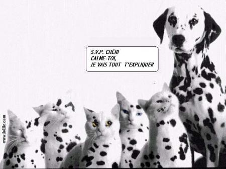 chiens chats dalmatien